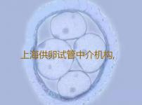 上海供卵试管中介机构,2023上海供卵试管三代包生儿子哪里可以做