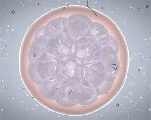 在武汉做试管甄别医胎费用同济好好还是武汉代孕双胞院的重要方法超如何测男女是协和